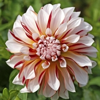 Dahlia Caribbean Fantasy 